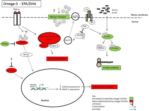 omega 3 and skeletal muscle.